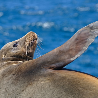 Galapagos - South Plaza - Sea lion